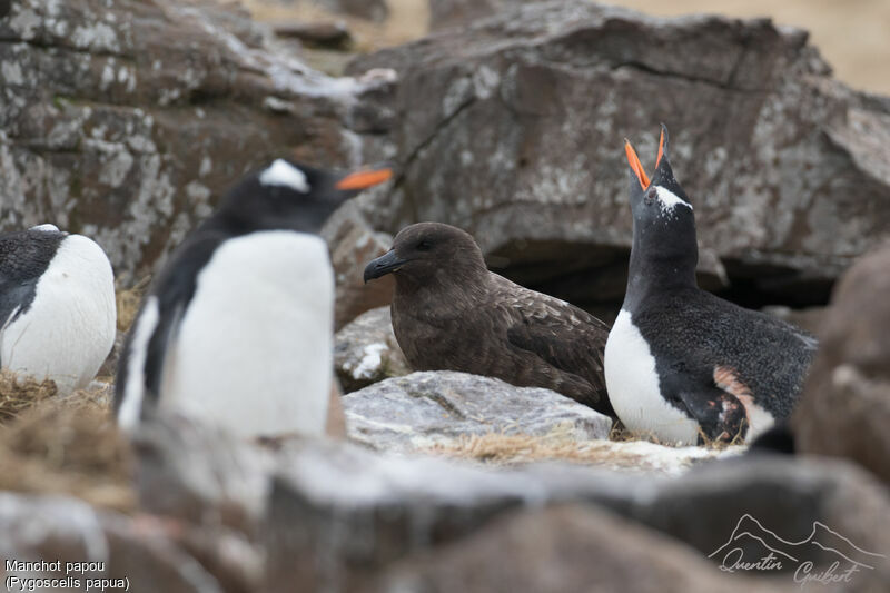 Gentoo Penguin