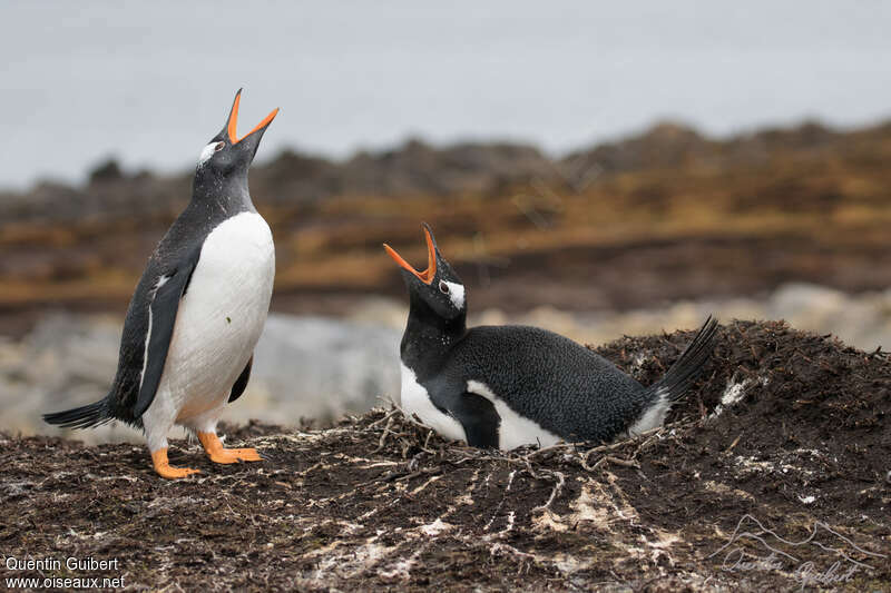 Gentoo Penguinadult, courting display, Reproduction-nesting