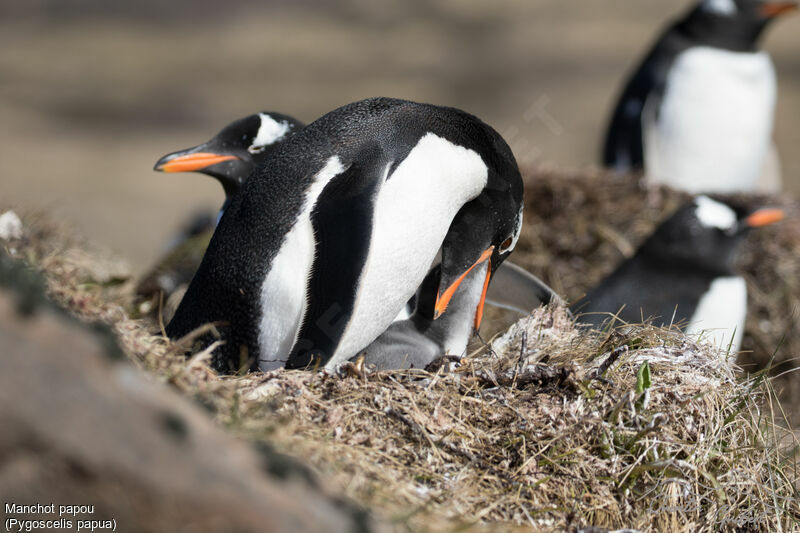 Gentoo Penguin