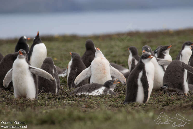 Gentoo Penguin, habitat, colonial reprod.