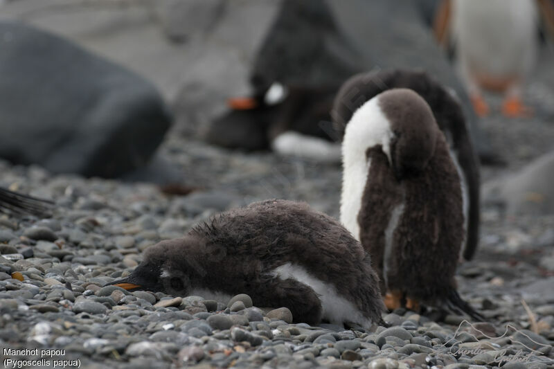 Gentoo Penguin