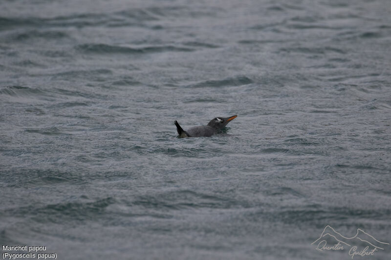 Gentoo Penguin