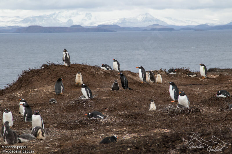 Gentoo Penguin, Reproduction-nesting, colonial reprod.