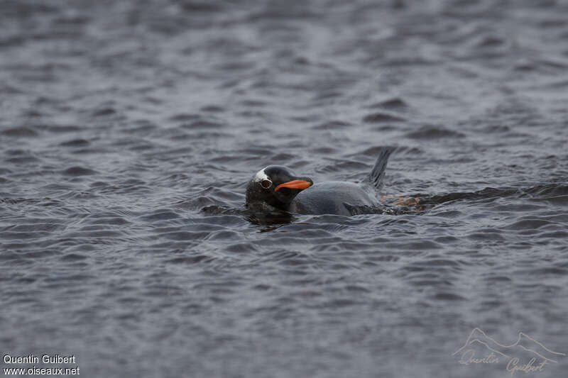 Gentoo Penguinadult, swimming