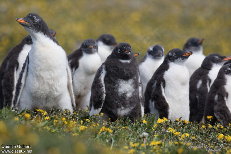 Gentoo Penguinjuvenile, colonial reprod., Behaviour