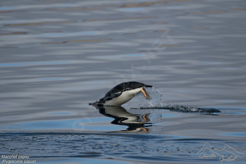 Gentoo Penguin