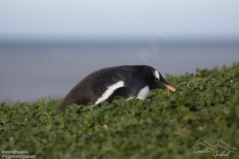 Gentoo Penguin