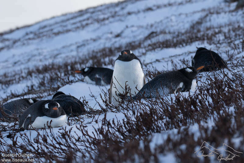 Gentoo Penguinadult, habitat, pigmentation, colonial reprod., Behaviour