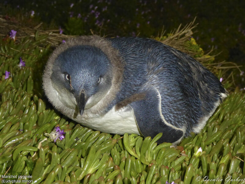 Little PenguinFirst year, identification, close-up portrait, moulting, walking