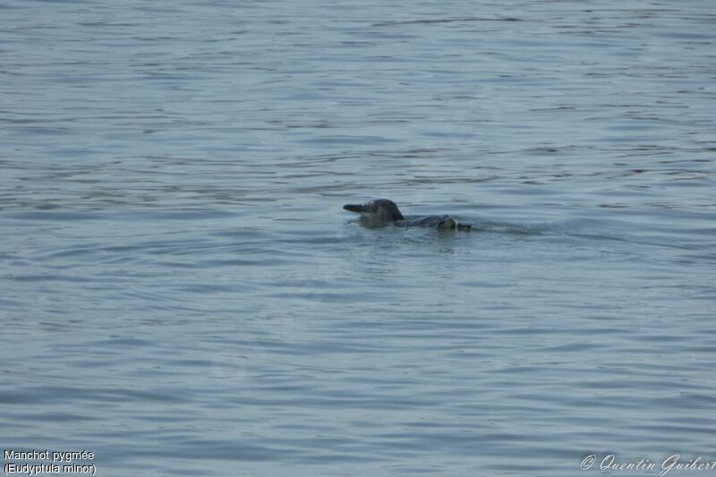 Little Penguin, swimming