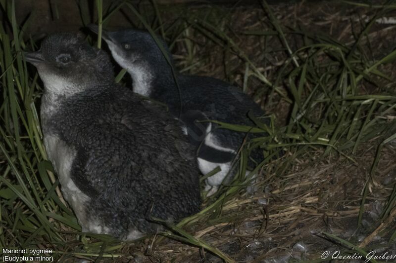 Little PenguinPoussin, identification, close-up portrait, moulting