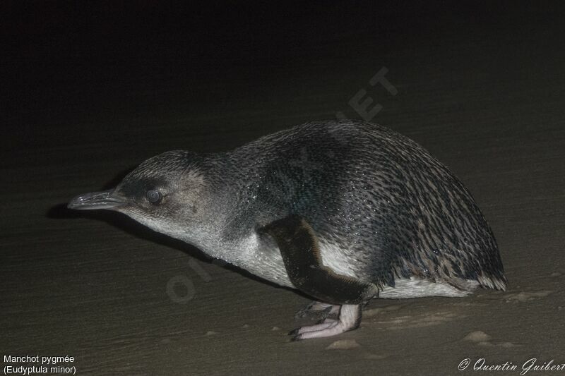 Little Penguin, identification