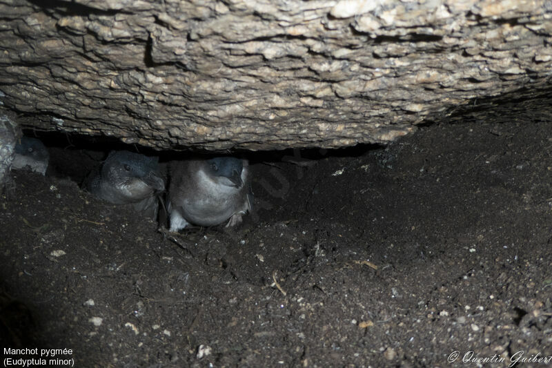 Manchot pygméejuvénile, habitat, Nidification