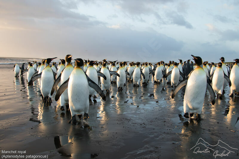 King Penguin