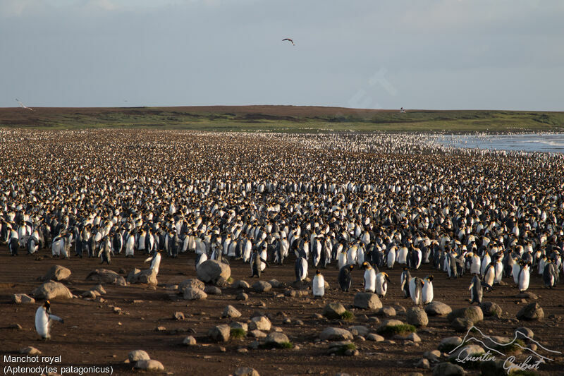 King Penguin