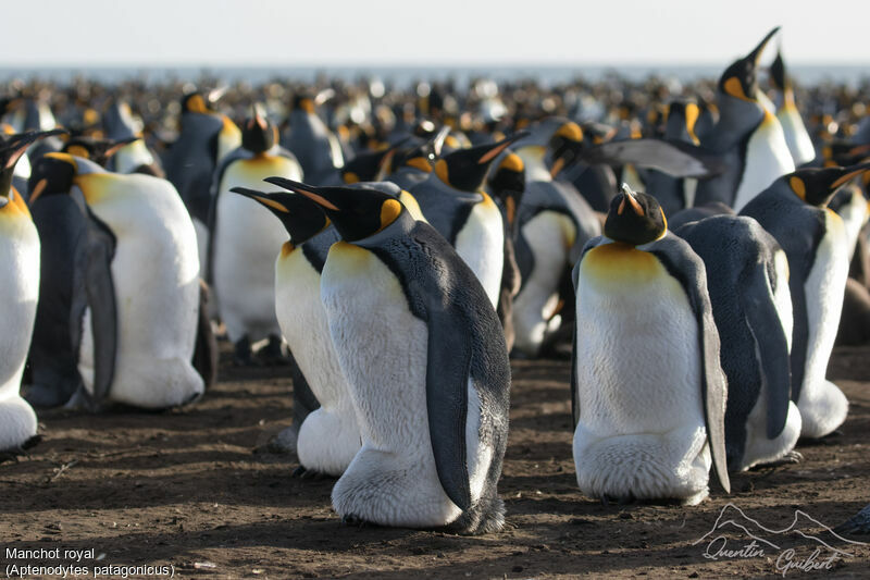 King Penguin