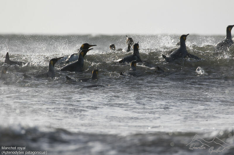 King Penguin