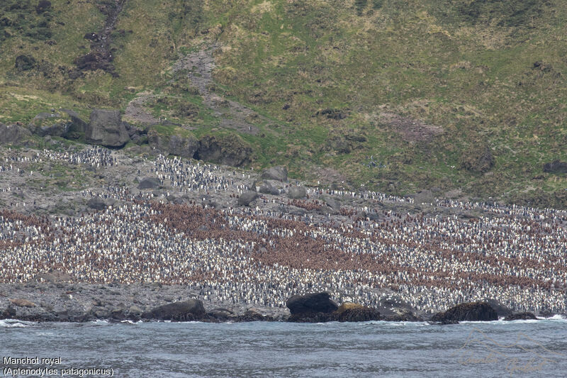 King Penguin