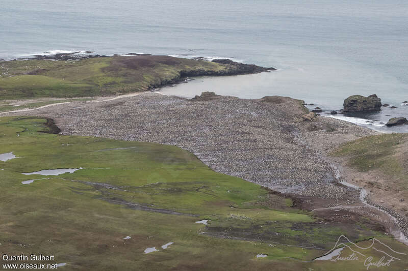 Manchot royal, habitat, Nidification, r. coloniale