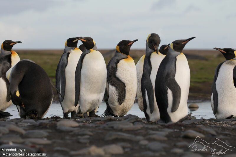 King Penguin