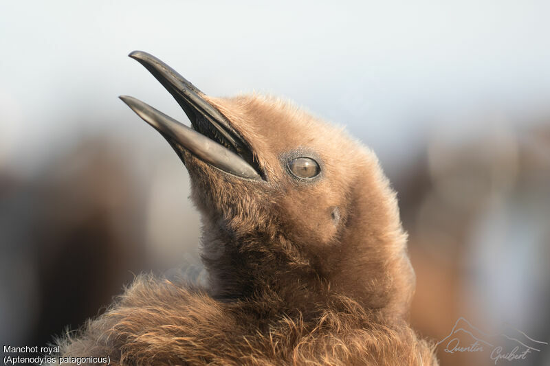 King Penguin