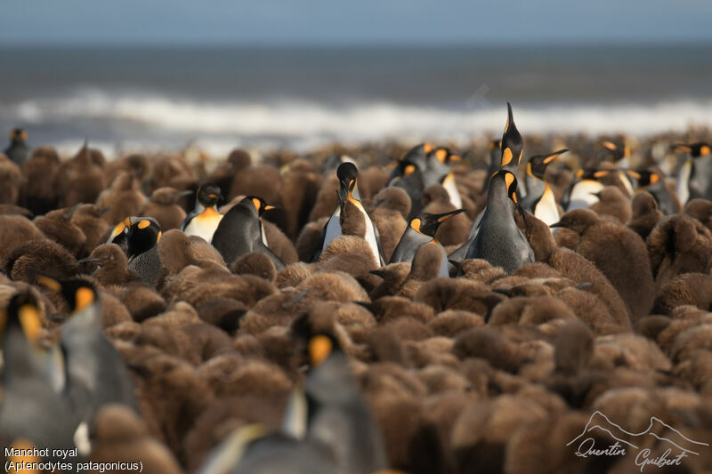 King Penguin