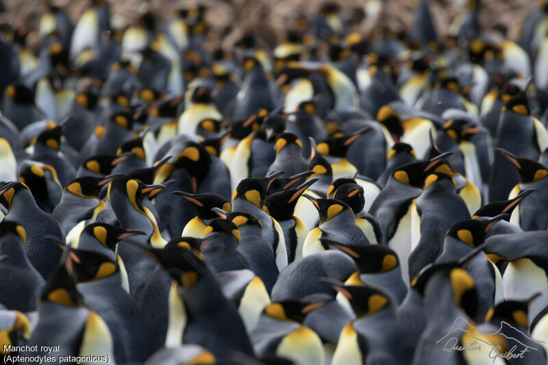 King Penguin