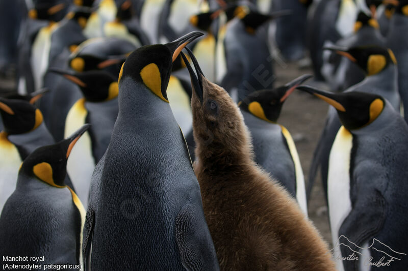 King Penguin