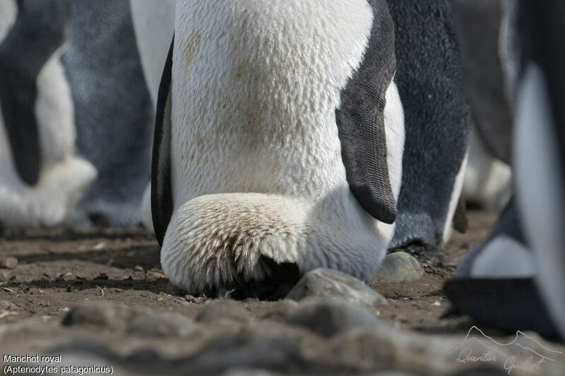 King Penguin