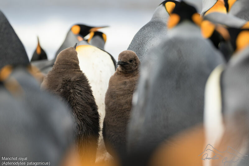 King Penguin