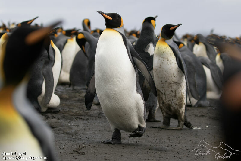 King Penguin