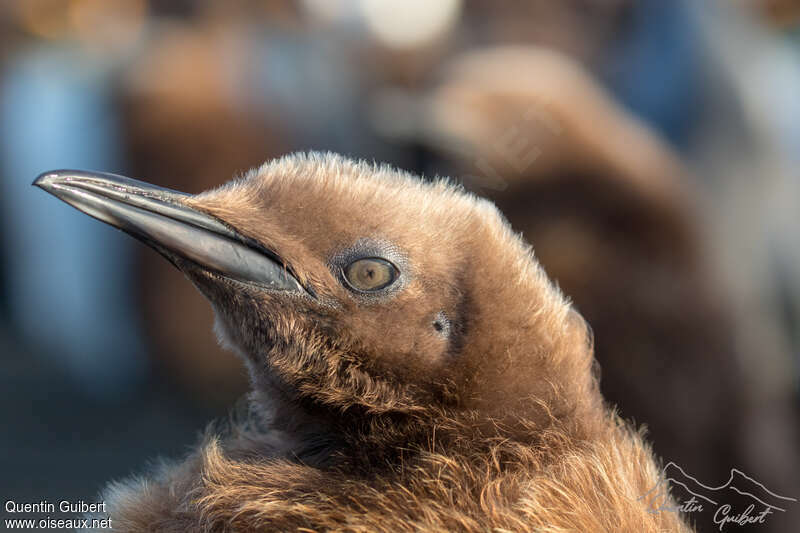 King PenguinPoussin, close-up portrait