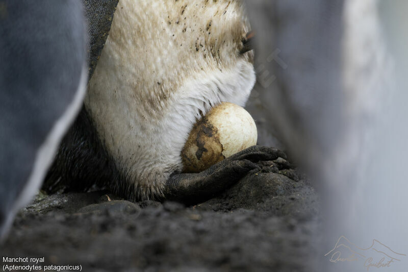 King Penguin