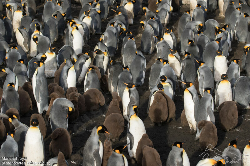 King Penguin