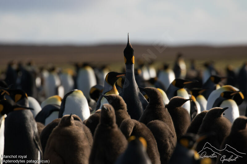 King Penguin