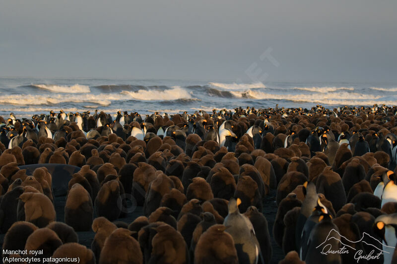 King Penguin