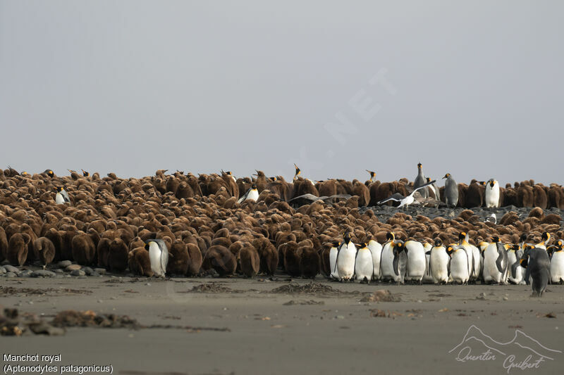 King Penguin