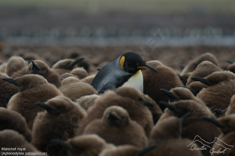 King Penguin