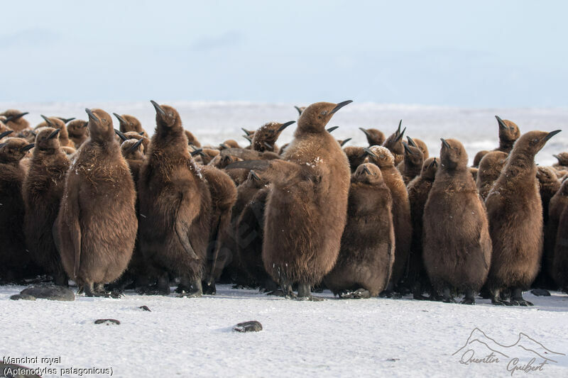 King Penguin