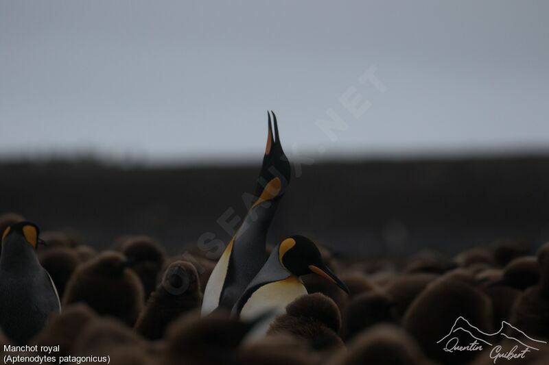 King Penguin