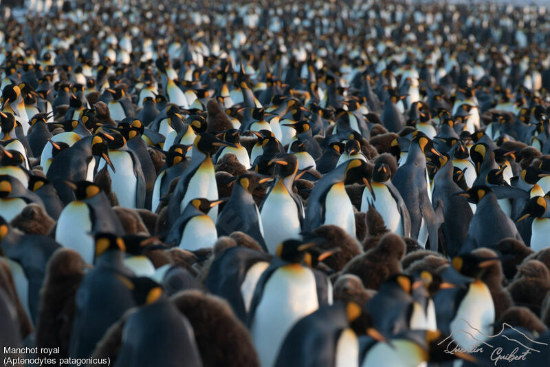 King Penguin