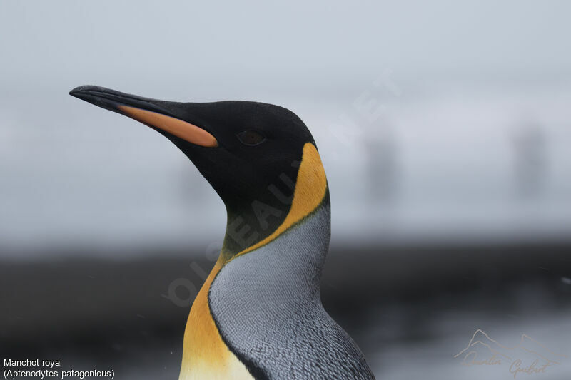 King Penguin