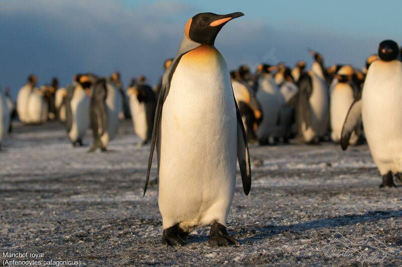 King Penguin