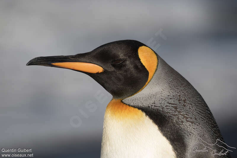 King Penguinadult, close-up portrait