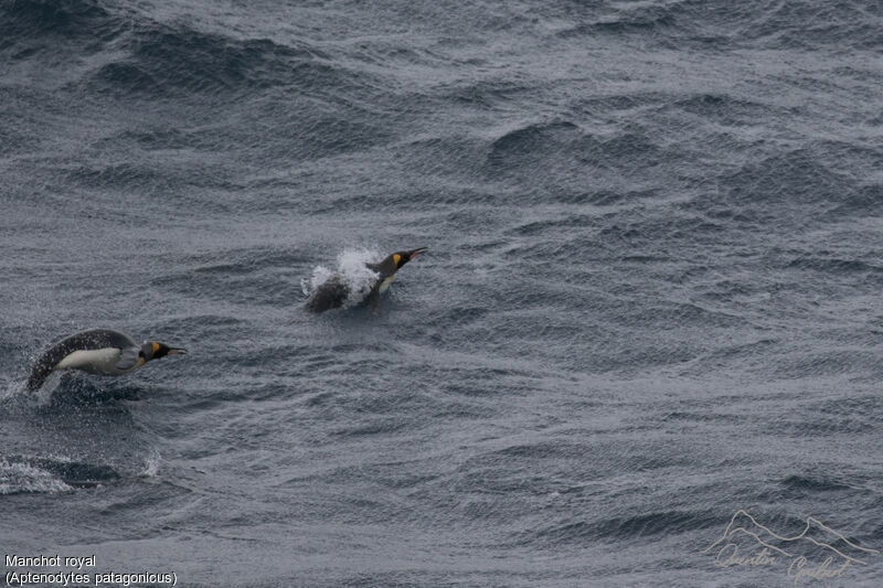 King Penguin