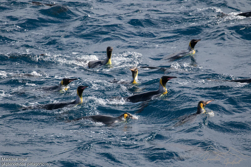 King Penguin, swimming