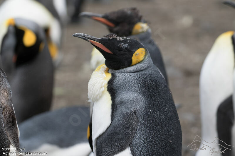 King Penguin