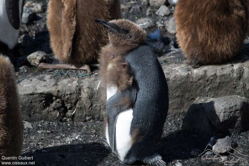 King Penguinjuvenile, identification