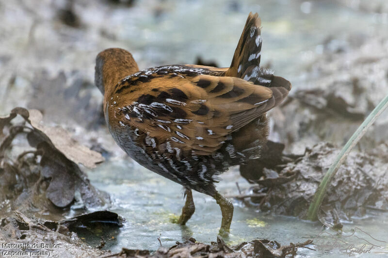 Baillon's Crake