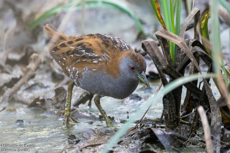 Baillon's Crakeadult breeding, identification, walking